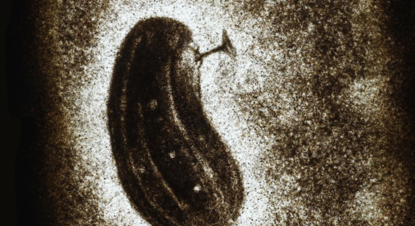 Gherking
